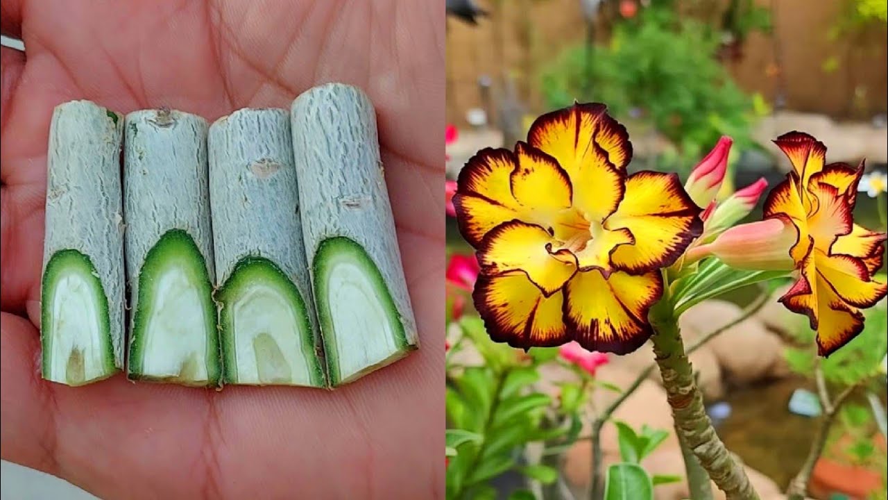 Most Interesting Technique To Multiple Grafting On Adenium Plant 