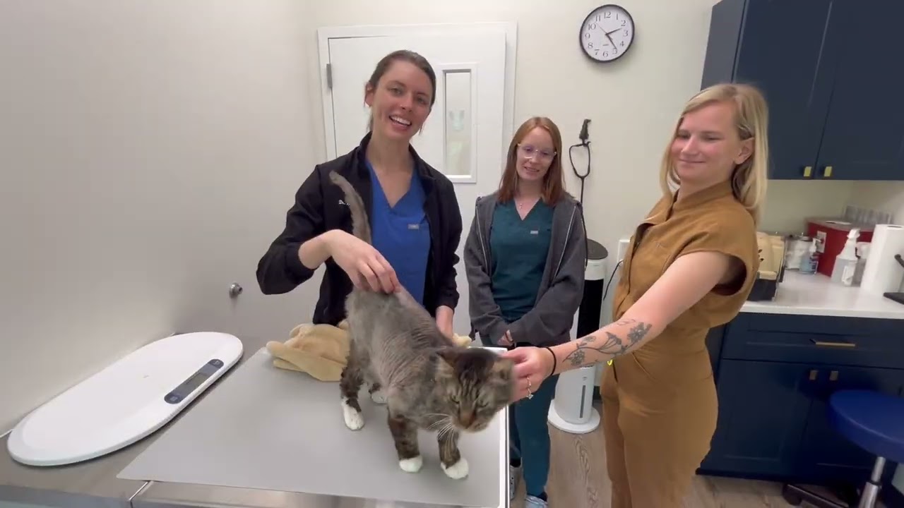 Cat missing for three years returns!