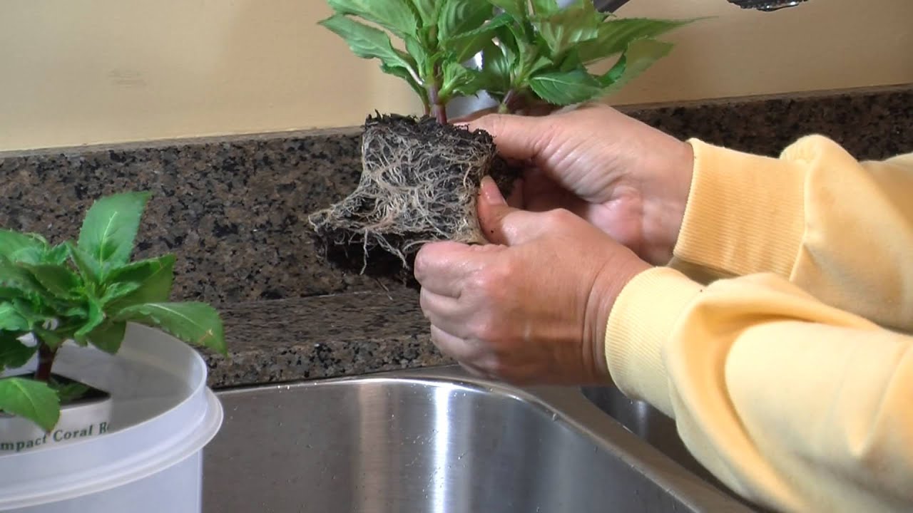 How to Care for Your Sunpatiens Plants Once They Arrive in the Mail