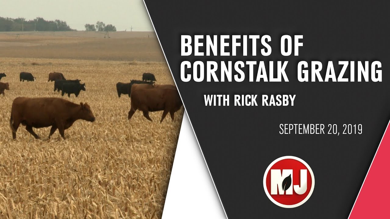 Benefits of Cornstalk Grazing | Rick Rasby | September 20, 2019