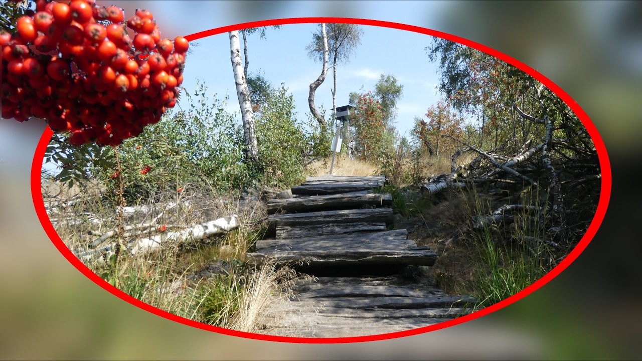 Wüstegarten - Dach des Kellerwaldes