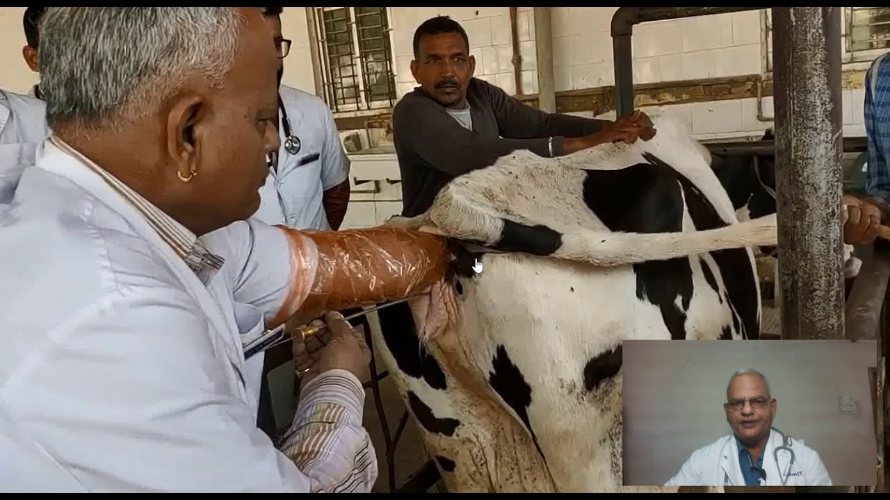 Technique of Artificial Insemination (AI) in cows