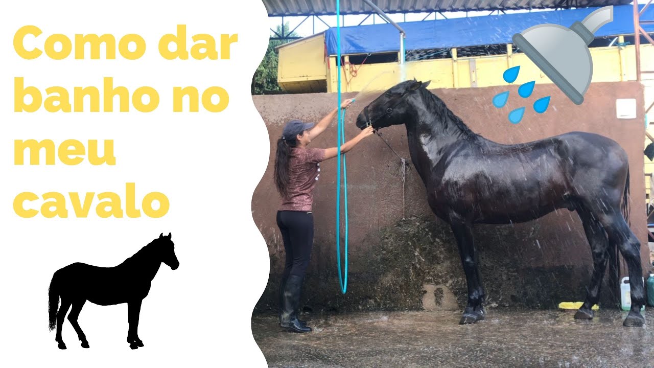 Como dar banho no seu cavalo - Tutorial