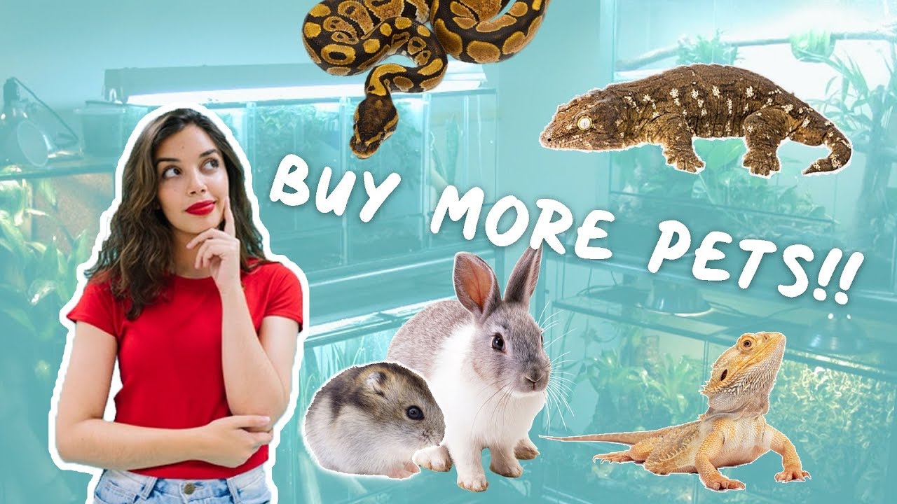 The Problem With Pettube & Why You Don't NEED Lots of Pets!