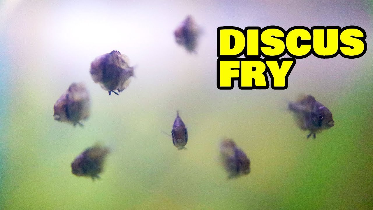Breeding Discus - Discus fry care and separating from parents