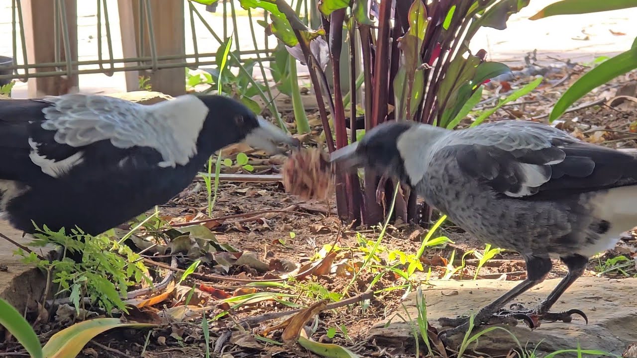 THEY RAN AWAY WITH IT! (Australian magpies enjoy a little challenging treat part 2)