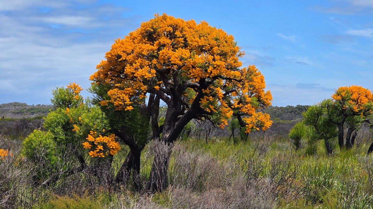 Six days in South West WA ( Manjimup, Windy Harbour and Northcliffe)