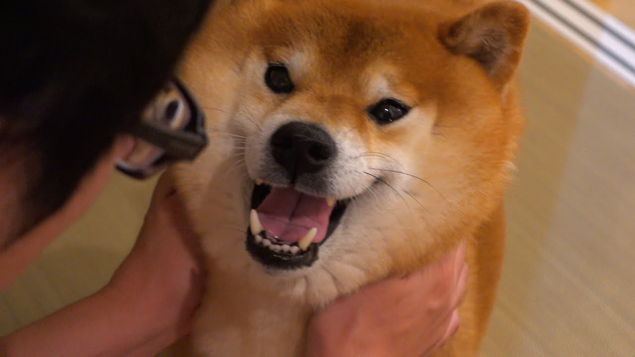 柴犬ハチ、深夜に犬語で謎の訴え‥どうした？