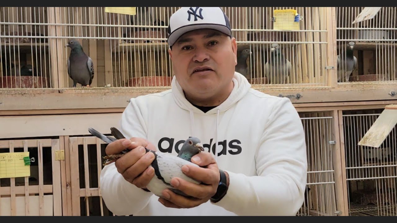 Champion Racing Pigeons, Manuel Juarez - La Morita Loft, New Jersey USA | Racing Pigeons 2025