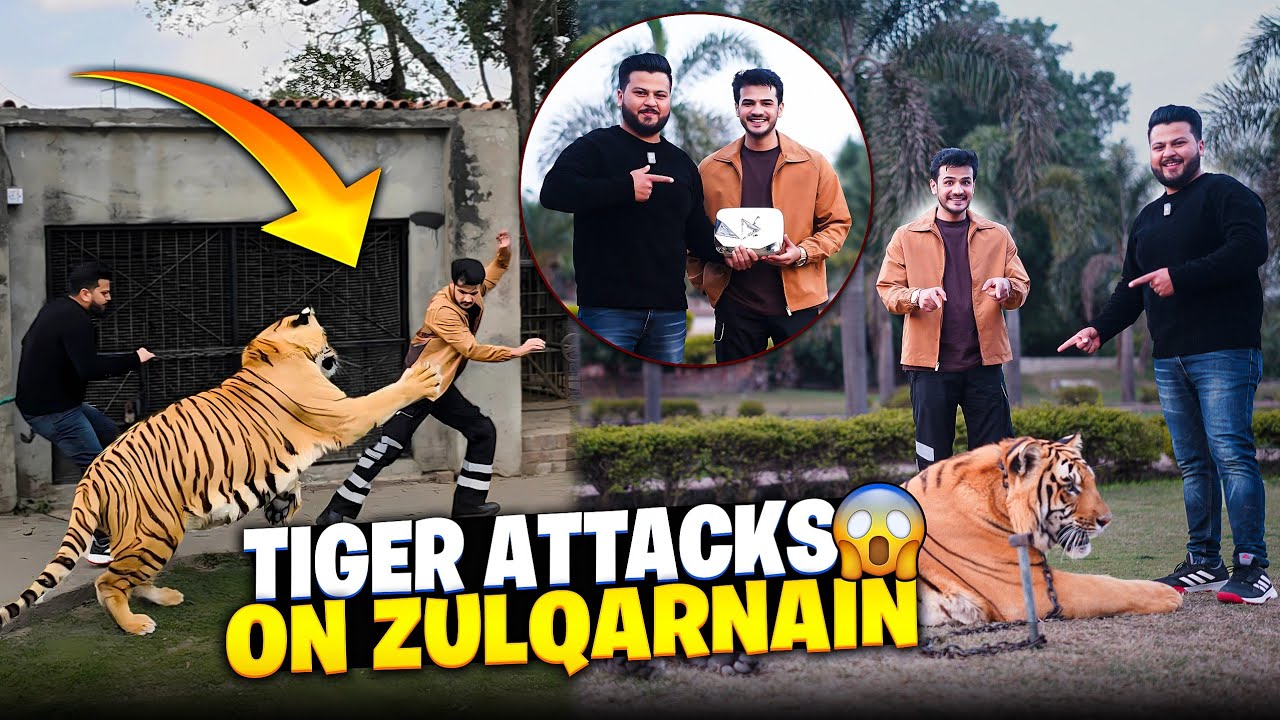 Tiger Ny Zulqarnain Sikander pr Attack Kr Dia😭|Zulqarnain ko Rocky Pakarna Mehnga Parh Gaya | Nouman