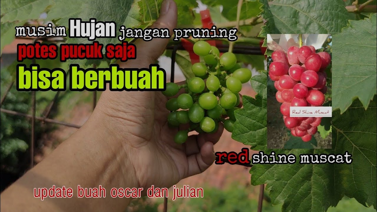 perlakuan pohon anggur saat musim hujan | penampakan buah perdana red shine muscat