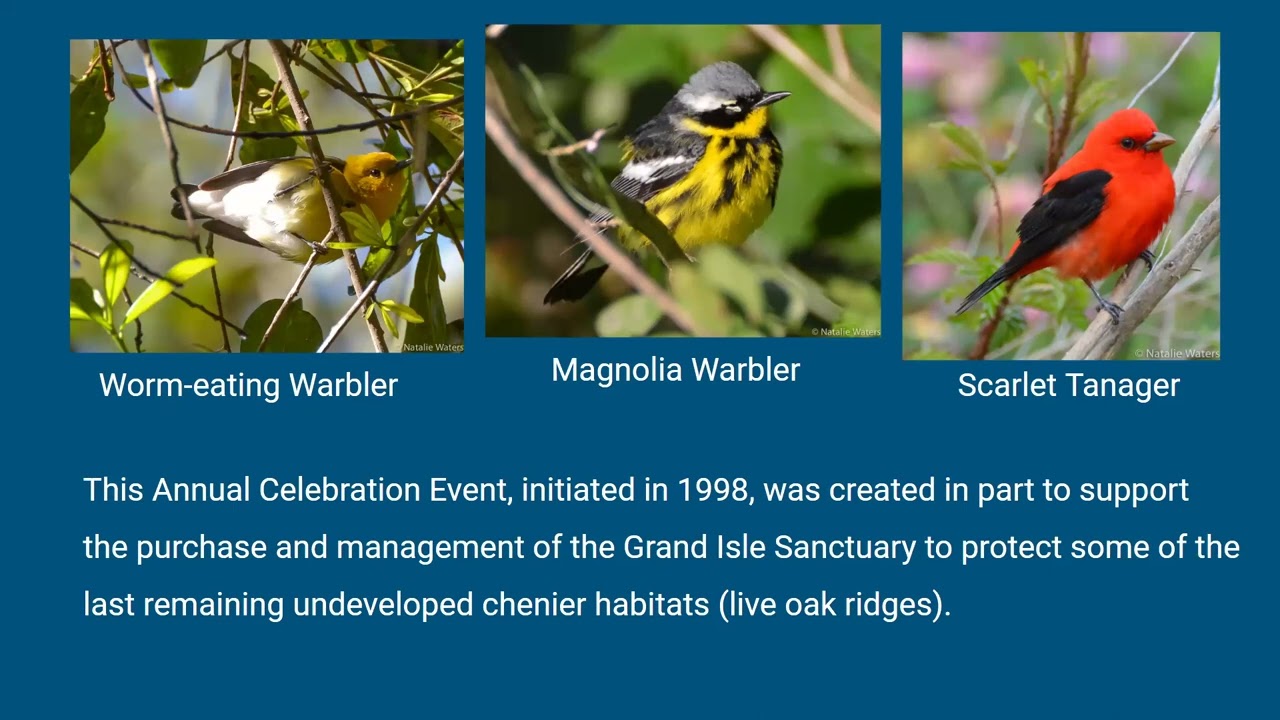 Celebrating Birds, Grand Isle, and Restoration
