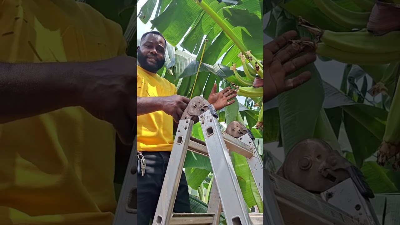WOW! THIS IS GIANT BUNCH: My teachings fully confirmed 