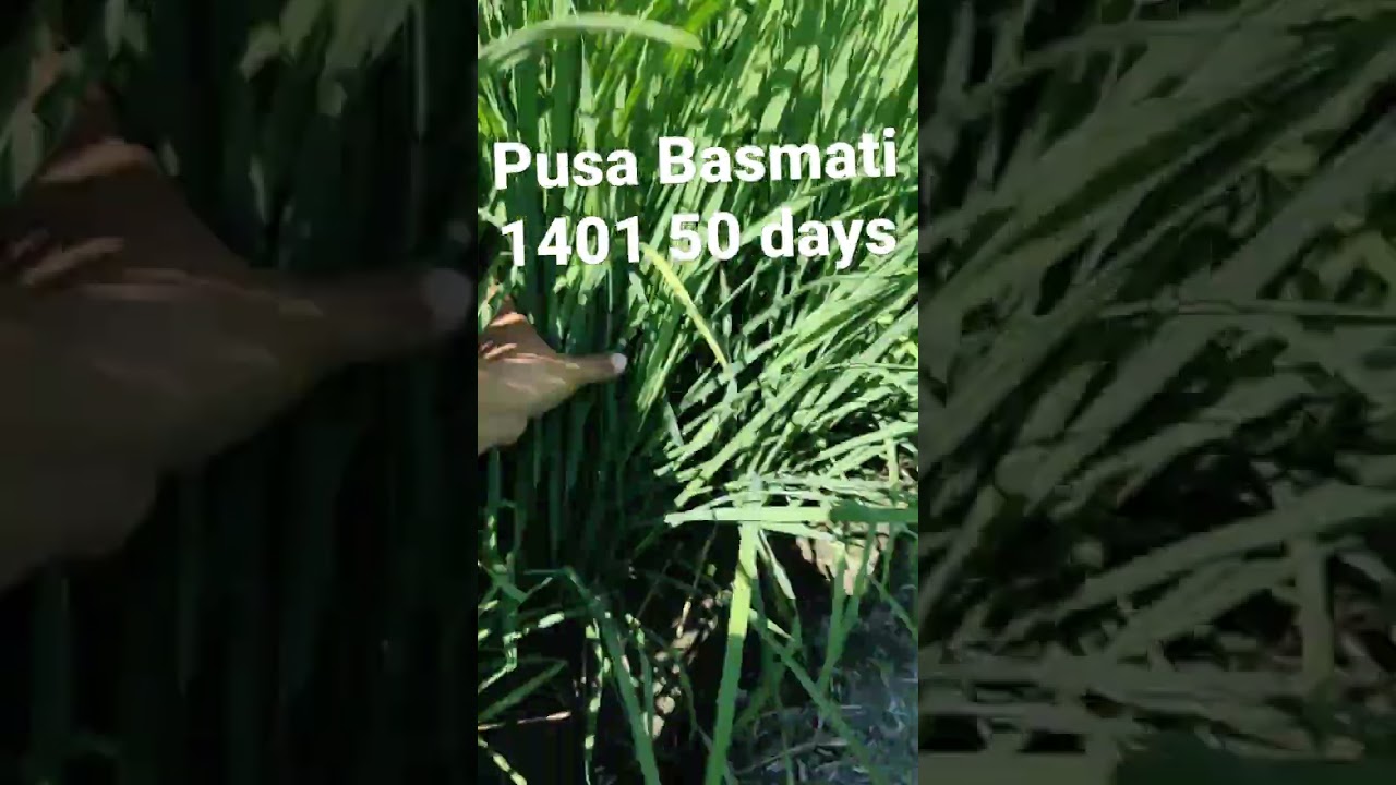 Pusa Basmati 1401/पूसा बासमती 1401
