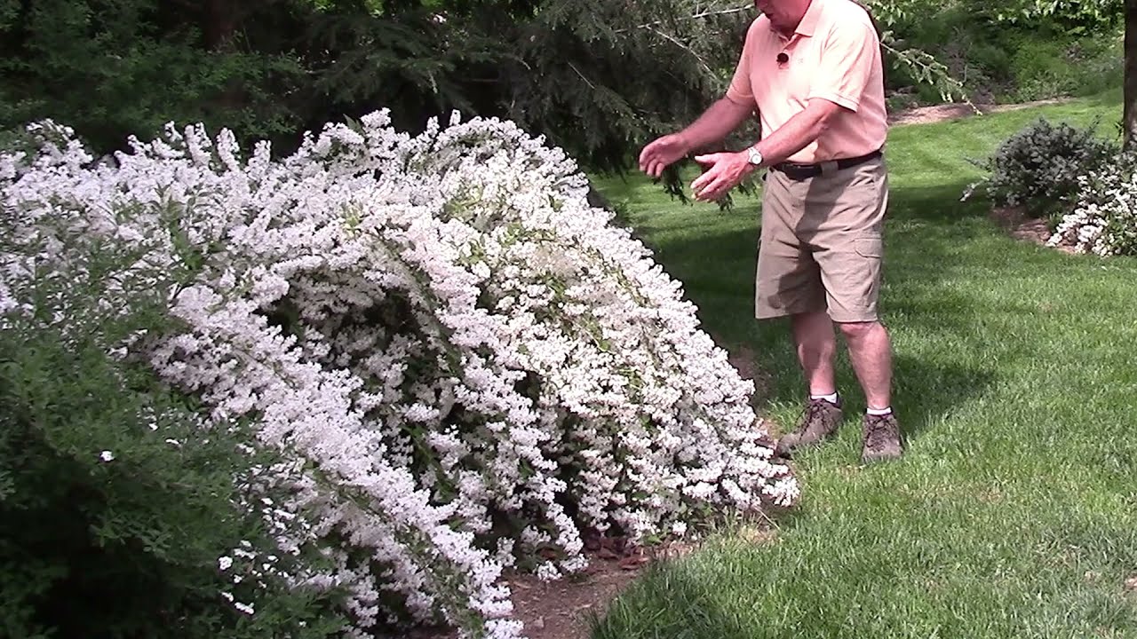 How To Prune Early Flowering Shrubs Like Deutzia 'Nikko'