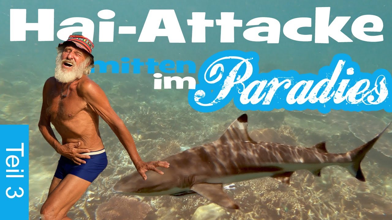 Nr. 3 ▪ Hai-Attacke im Quarantäne-Paradies ▪ Gangerls Tagebuch