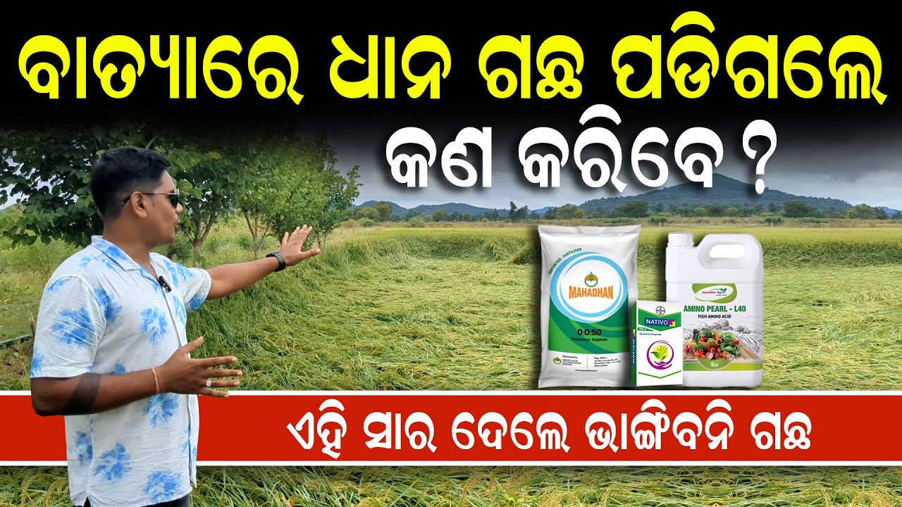 Dhana chasa kemiti karibe [ ଧାନ ଗଛ ପଡିଗଲେ କଣ କରିବା ] Dhana chasa re sara prayoga | Dhana chasa odia