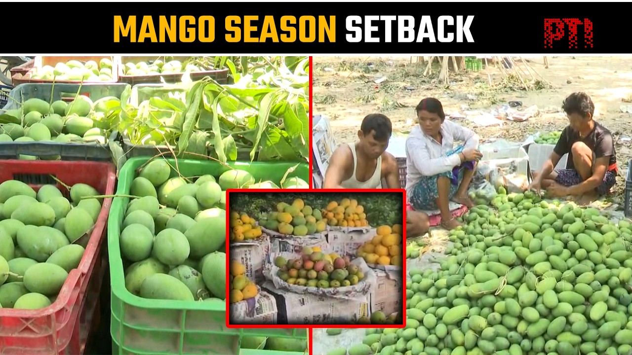 Nepal's curbs on Indian mango imports spark price crash fears among UP growers