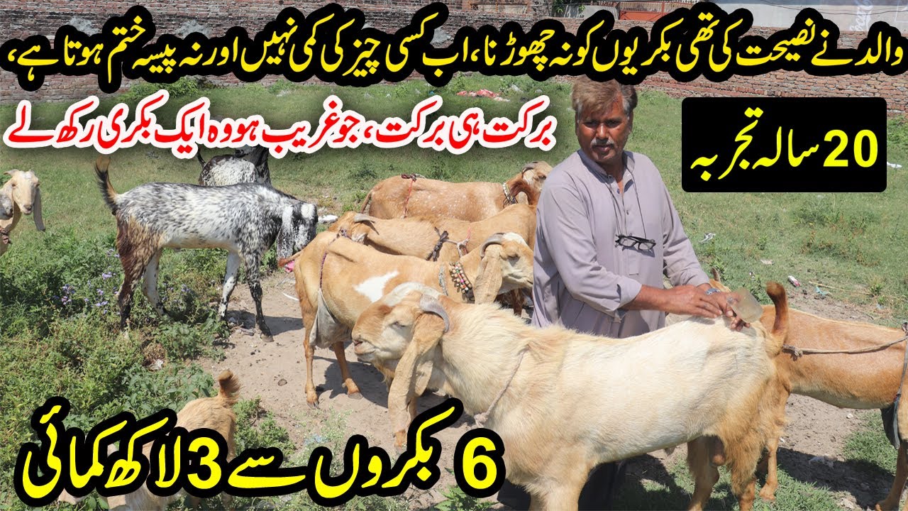 Beetal Goat Farming | Sialkot Goat Farming | 3 lac Earning From 6 Male Goats | Goat Farming Tips