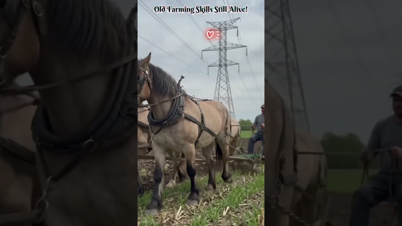 Amazing Horse Plowing in Action | Traditional Farming at Its Best 🐎🌾 #lambing #farmweek #shorts