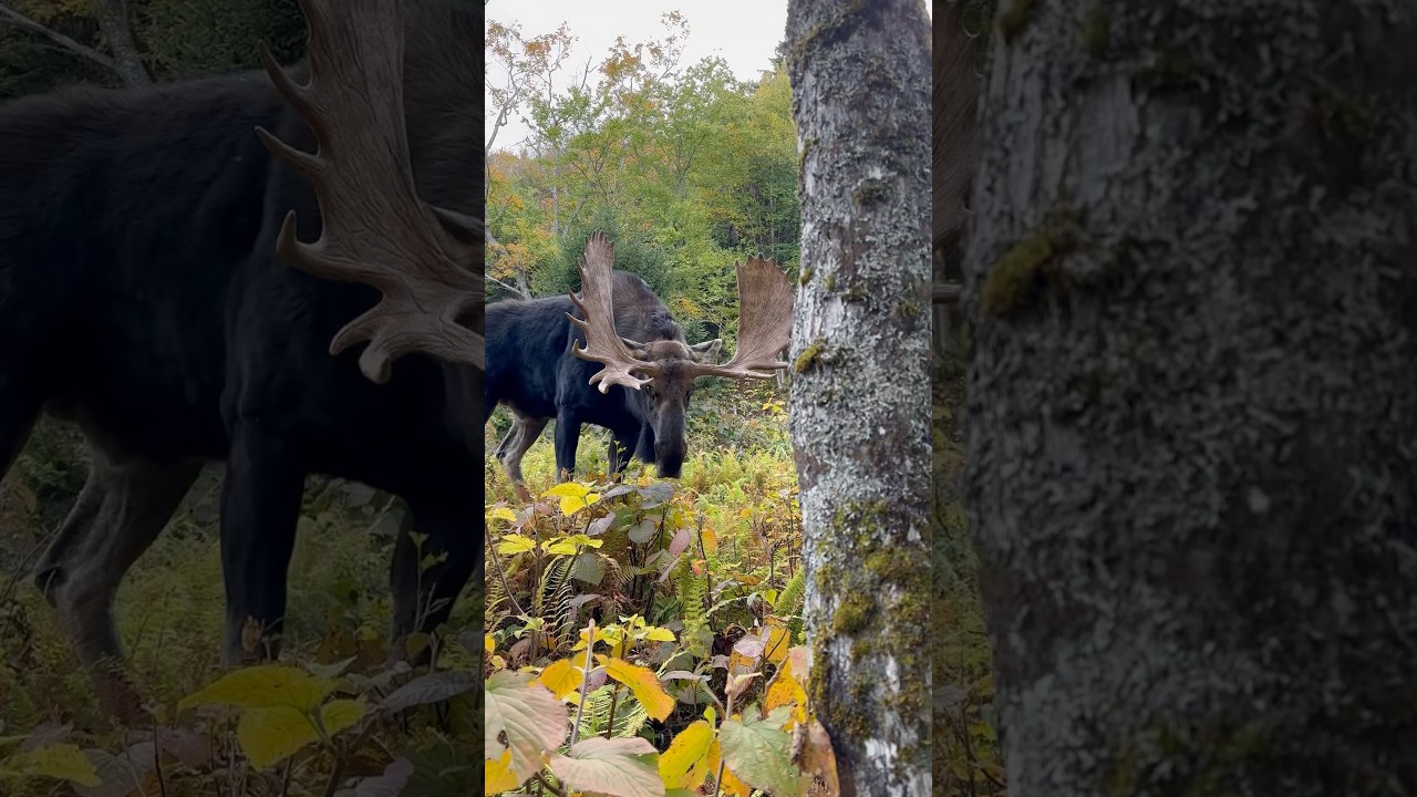 BULL MOOSE WANTS TO FIGHT!
