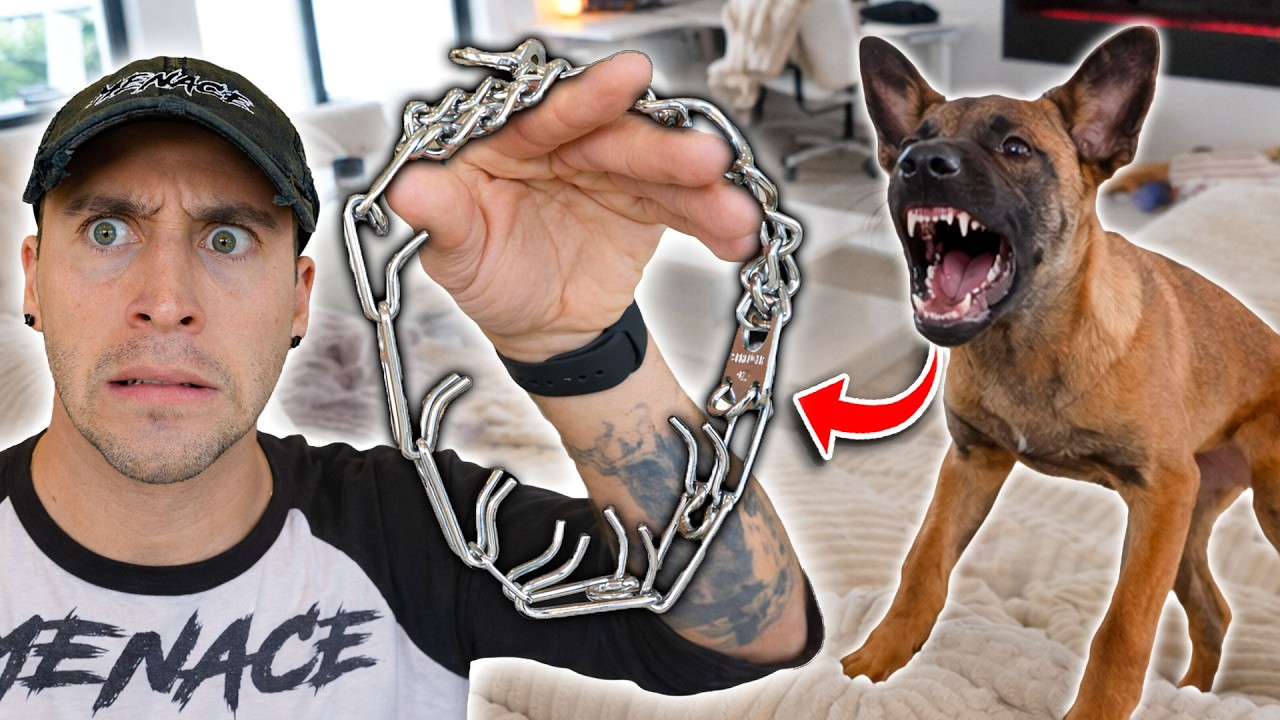 My Belgian Malinois Hates Me...