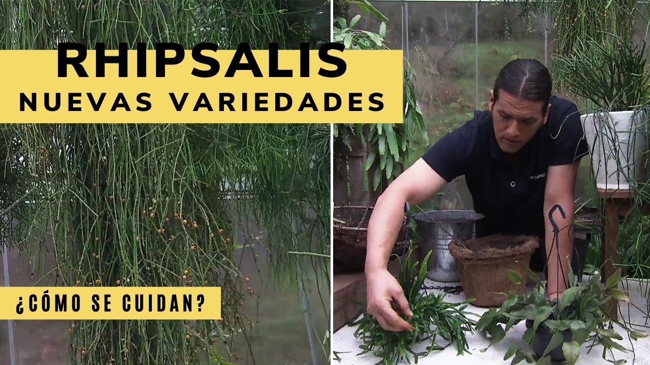 Nuevas variedades de Rhipsalis - Decogarden - Jardinatis