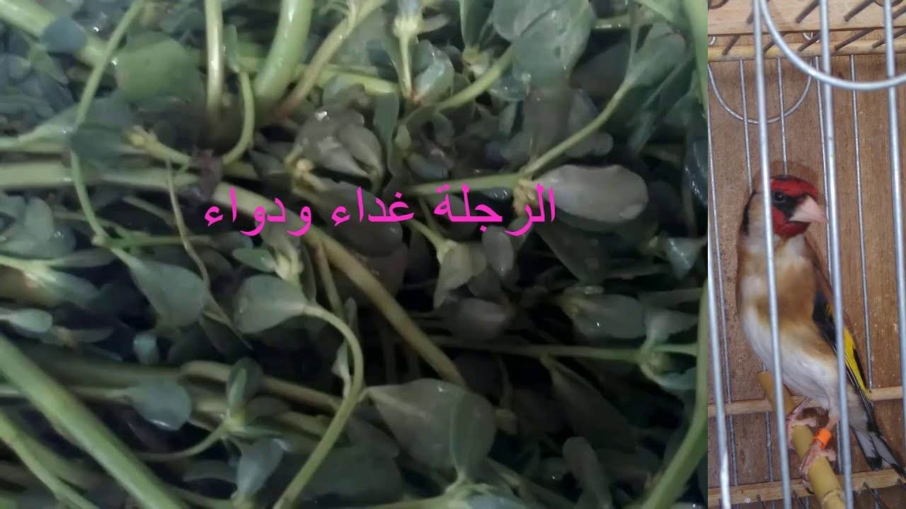 فوائد الرجلة للطيور والانسان غداء ودواء