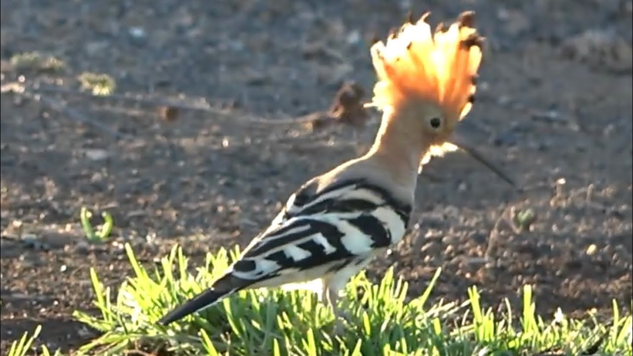 Eurasian Hoopoe, Playa Blanca, Lanzarote