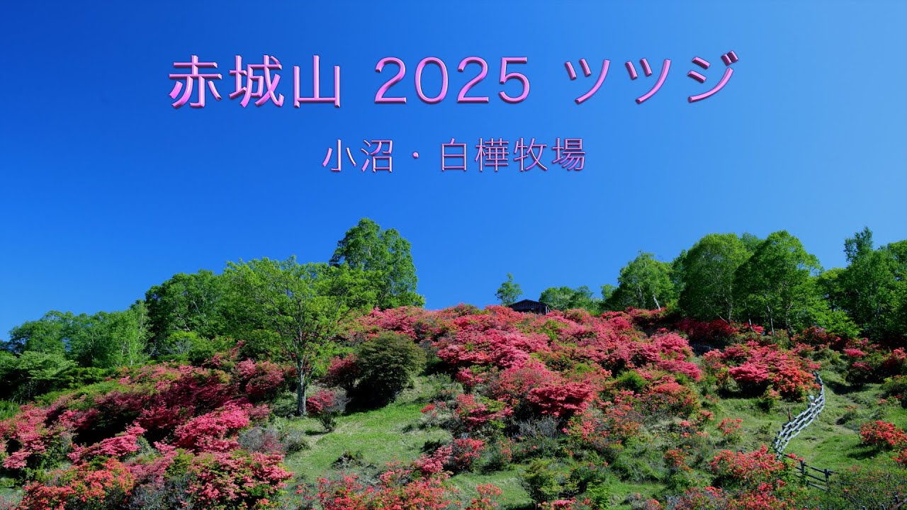 赤城山 2025 ツツジ   　小沼・白樺牧場