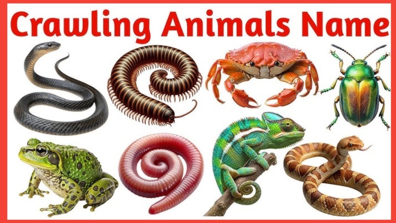 🦀🦂Crawling animals for kids / रेंगने वाले जानवर🪱🐛