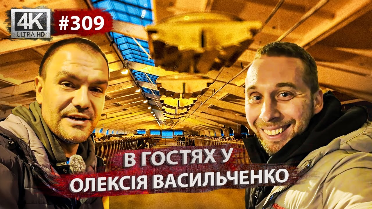 Ферма ВРХ Васильченка: водяні матраси для корів, вентилятори та великий апгрейд ферми