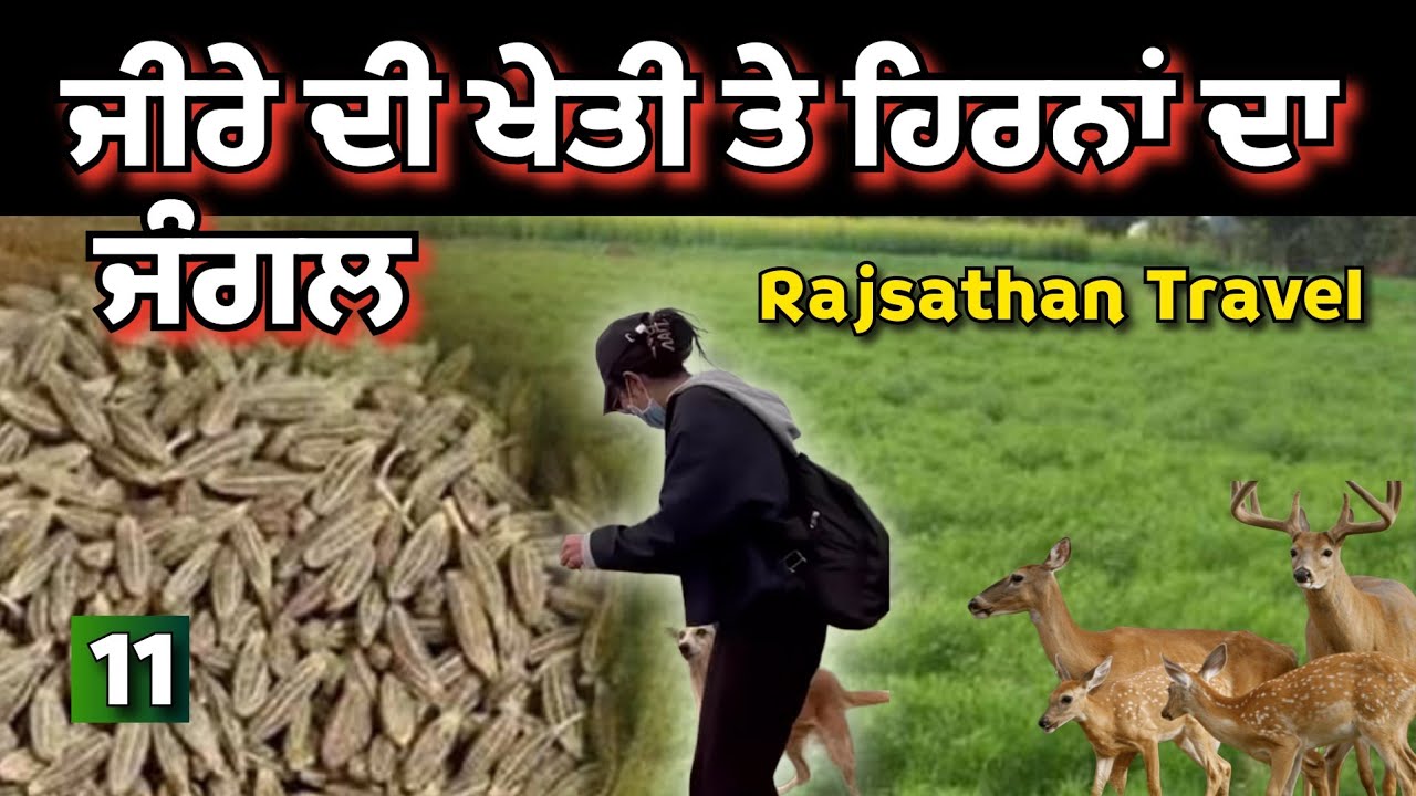 ਰਾਜਸਥਾਨ ਪਾਕਿਸਤਾਨ ਬਾਰਡਰ ਤੇ ਜੀਰੇ ਦੀ ਖੇਤੀ jaislmer ਦਾ ਰਸਤਾ @sarbgillvlogs 