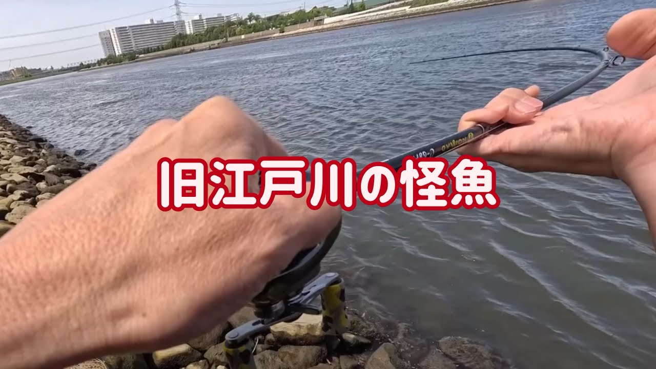 旧江戸川の怪魚