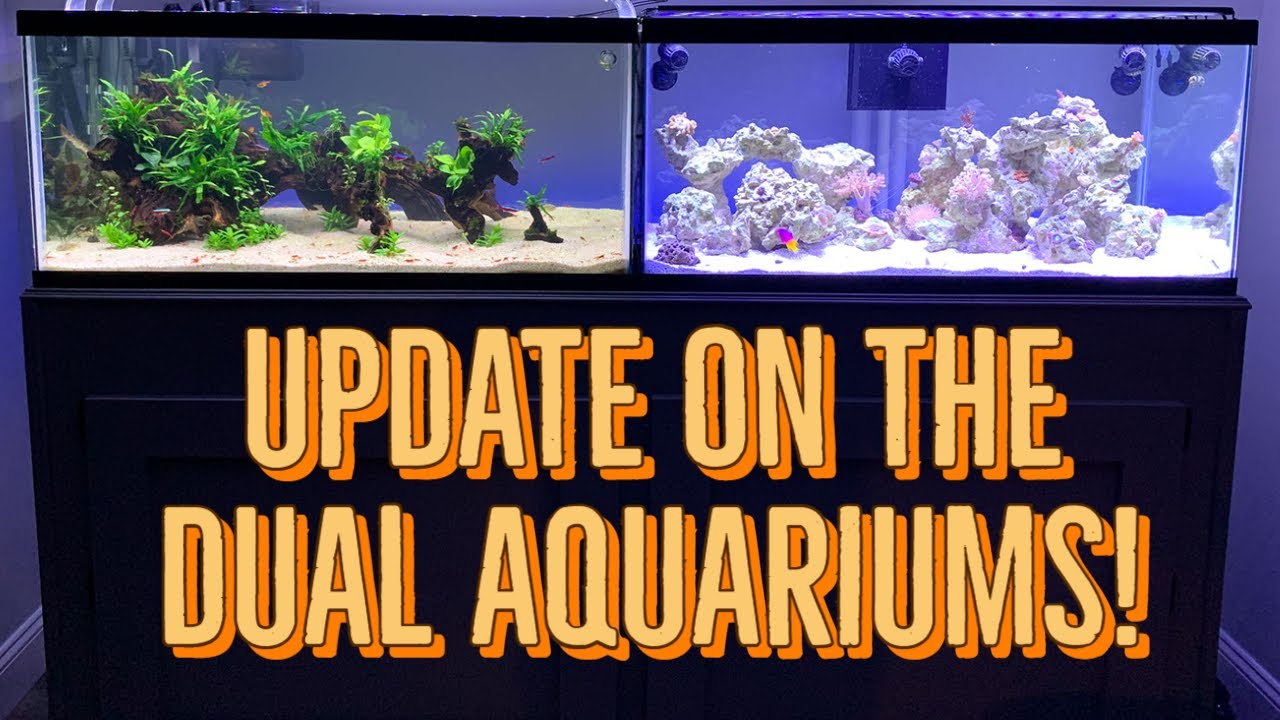 Freshwater Aquascape and Reef Tank Update