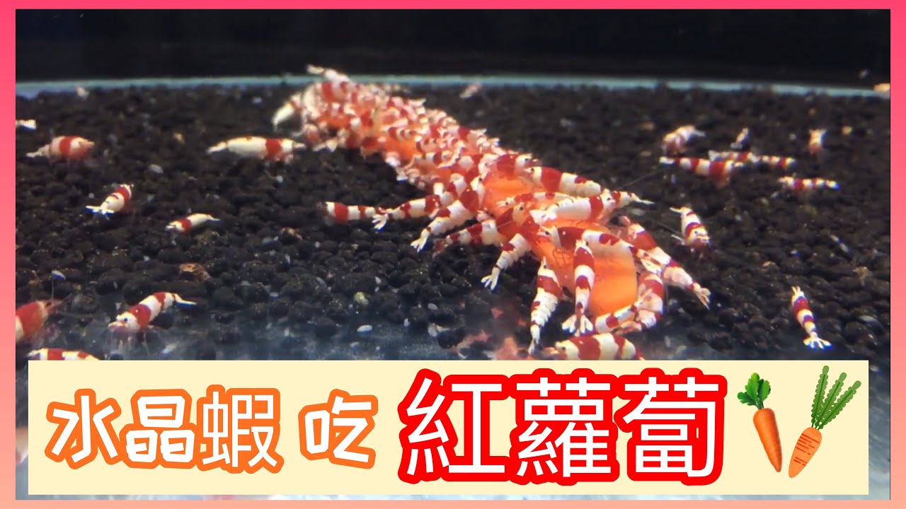 水樔空間 水晶蝦🥕第一次餵胡蘿蔔
