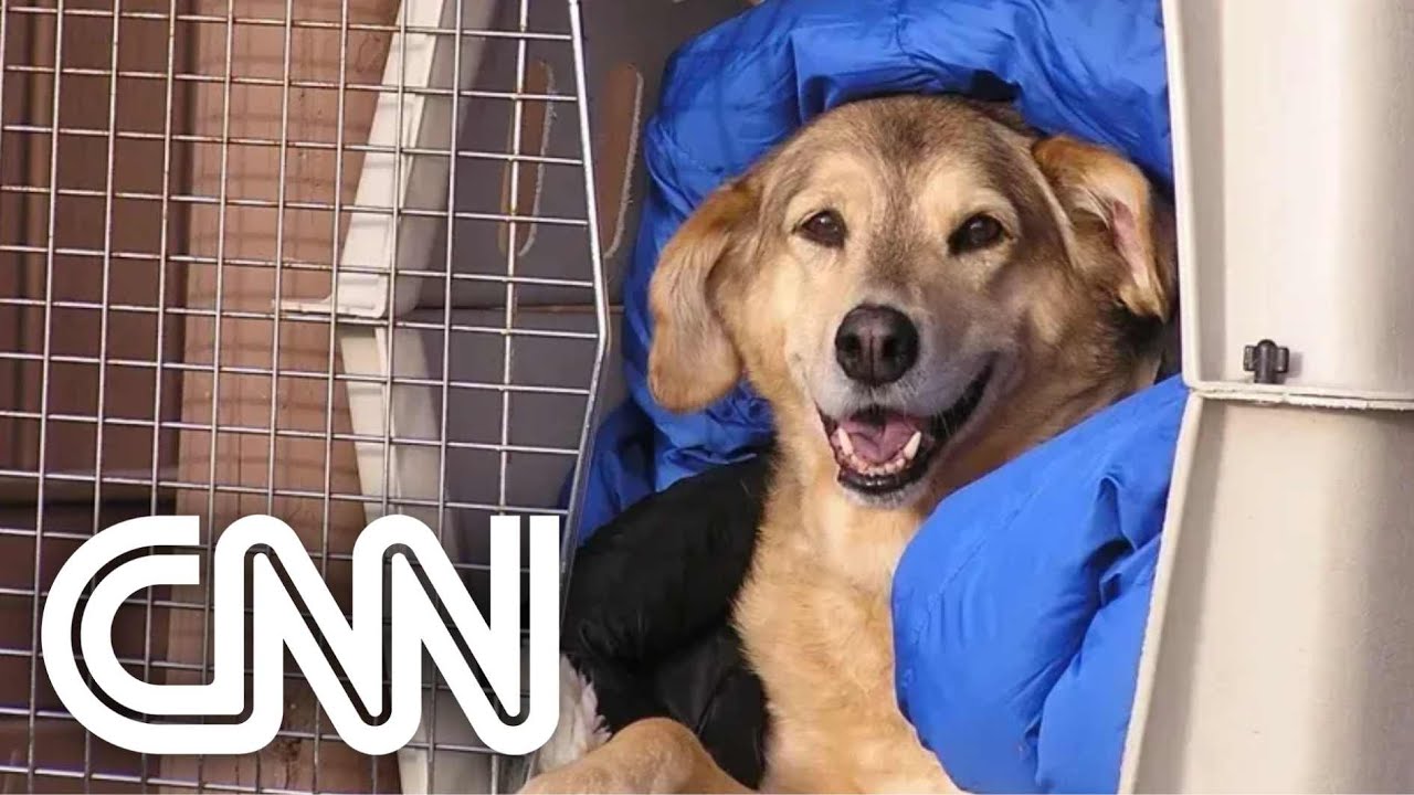 Projeto de lei prop&otilde;e cria&ccedil;&atilde;o de delegacias especializadas em prote&ccedil;&atilde;o animal | CNN NOVO DIA