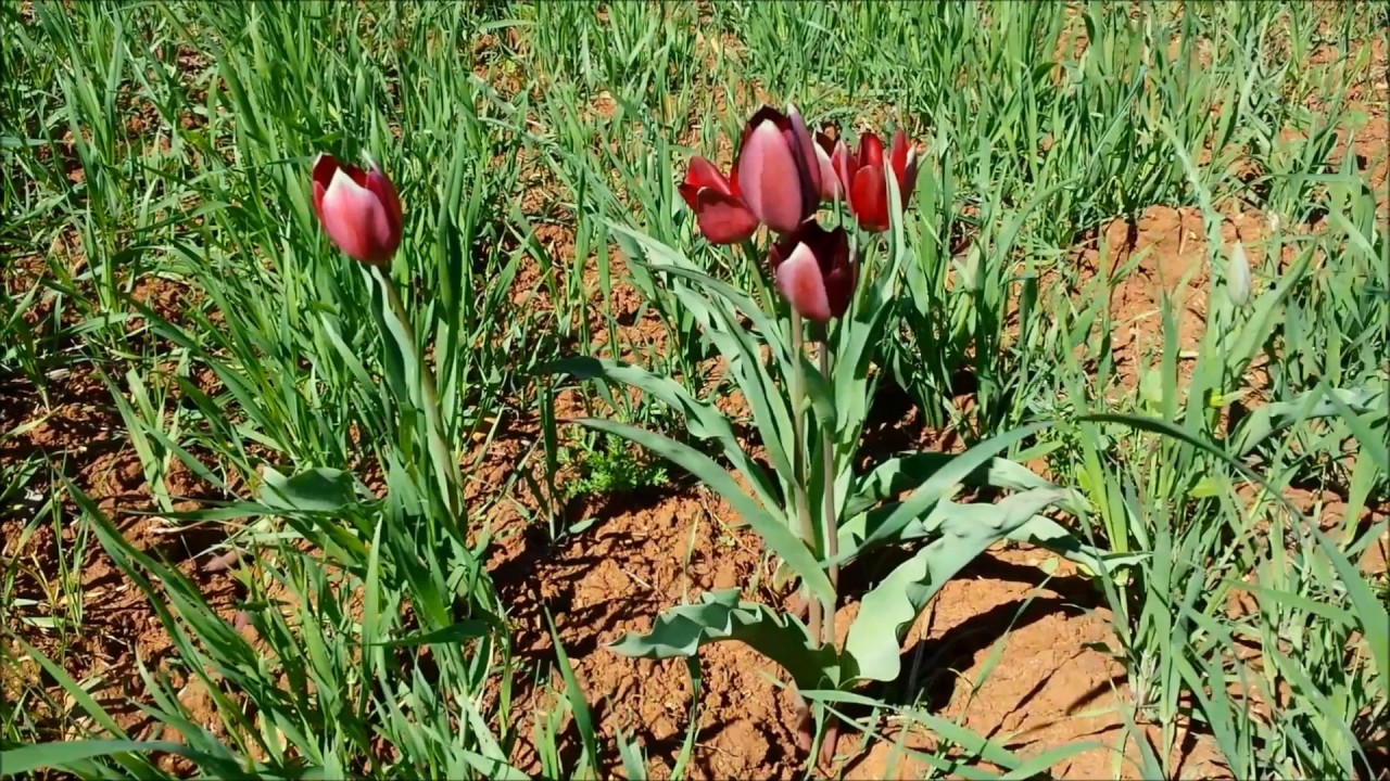 H t&omicron;&upsilon;&lambda;ί&pi;&alpha; &tau;&omicron;&upsilon; &Kappa;&omicron;&rho;&mu;&alpha;&kappa;ί&tau;&eta;. The tulip of Kormakitis