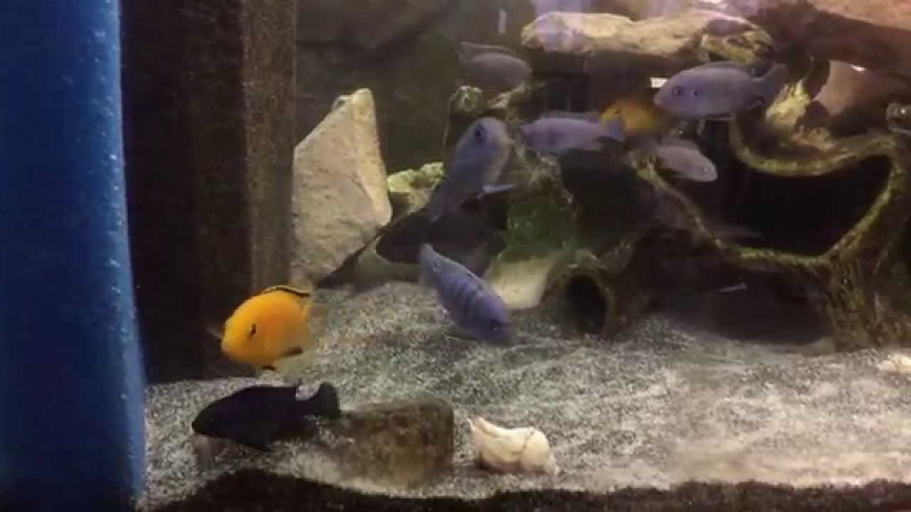 Labidochromis caeruleus Yellow Malawi Aquarium abtrennen