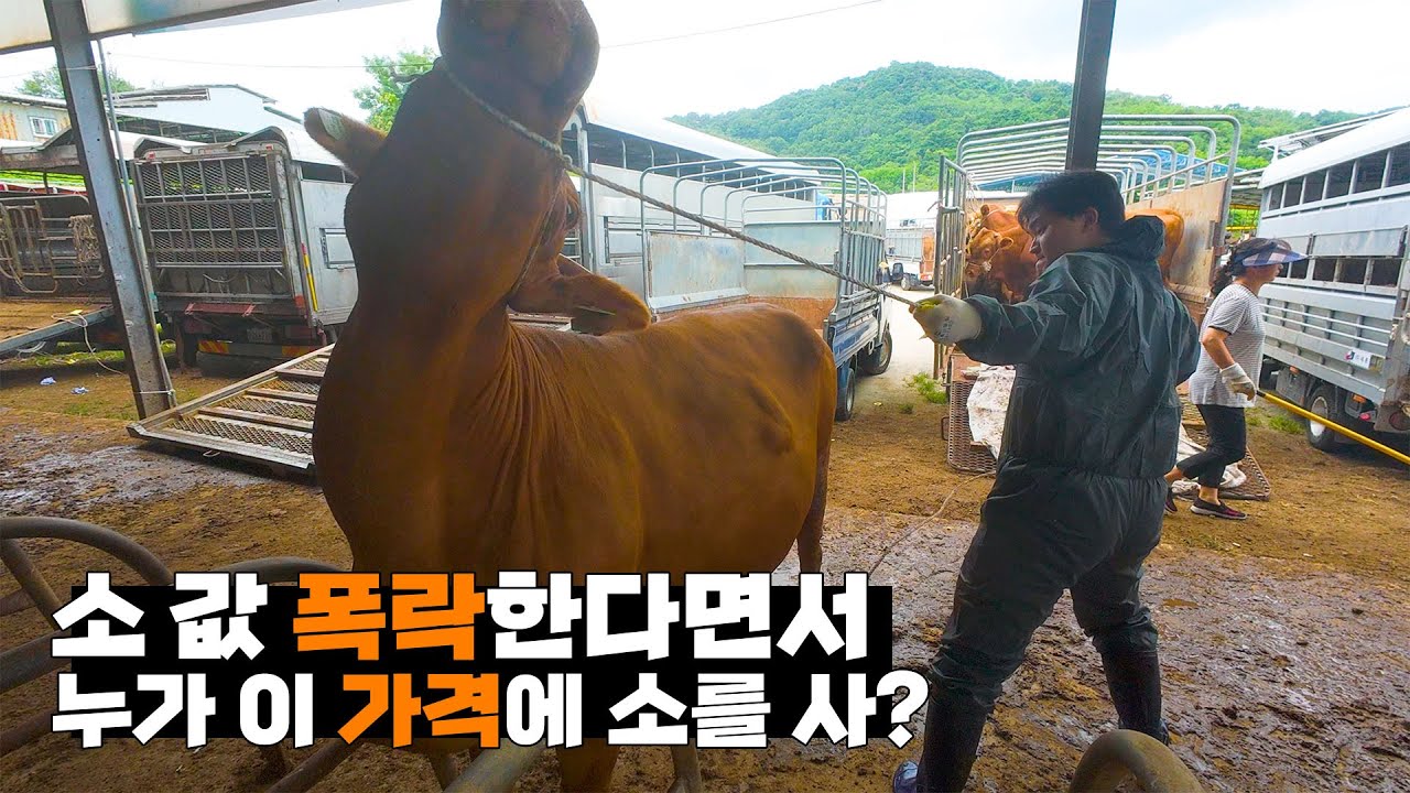 요즘 소 한마리 얼마인지 아세요?