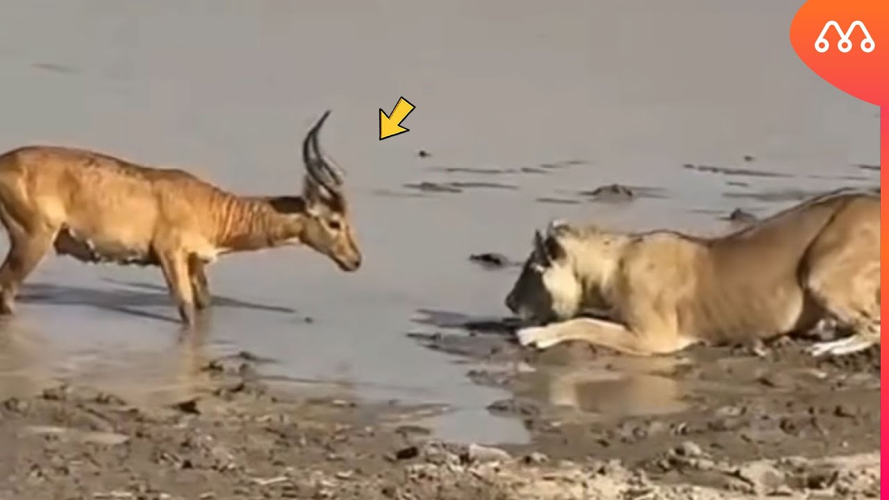 Antylopa stanęła twarzą w twarz ze złym zwierzęciem.