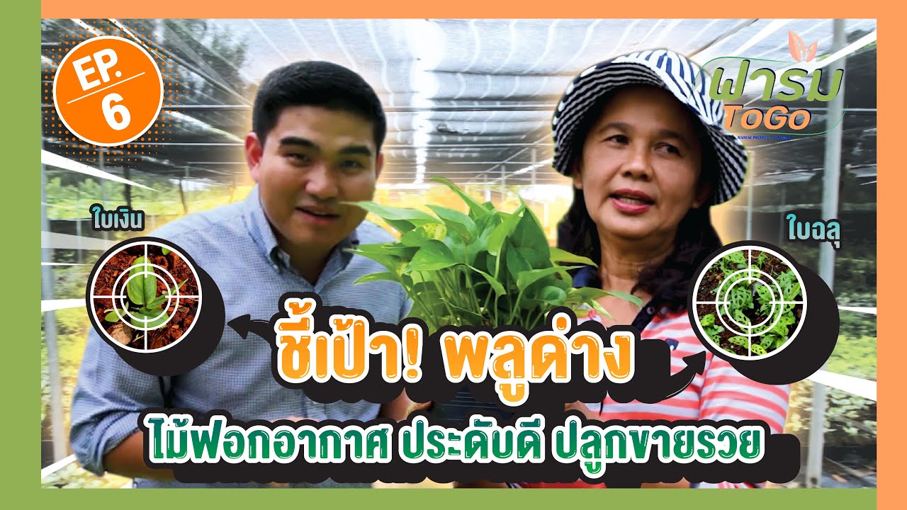 ฟาร์ม To Go EP.6  ชี้เป้า! “พลูด่าง” ไม้ฟอกอากาศ ประดับดี ปลูกขายรวย