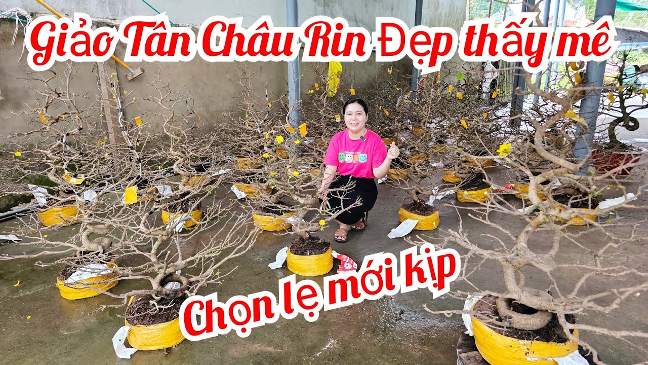 Trúc Yên 📲 0972279458 mai giảo Tân Châu giá rẻ 28/2 Chợ Gạo (@MaivàngQuêdừa)