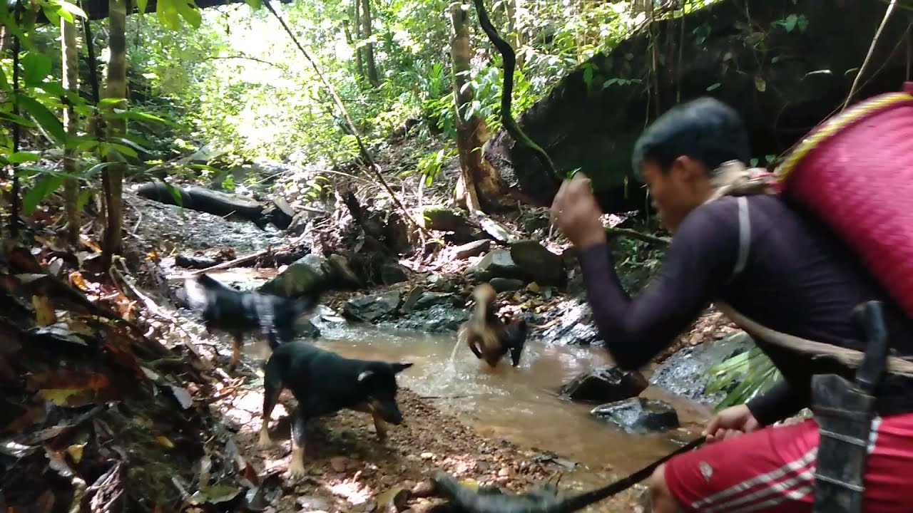 Renjer Damun: Hunting Dog Vs Wild Lizard