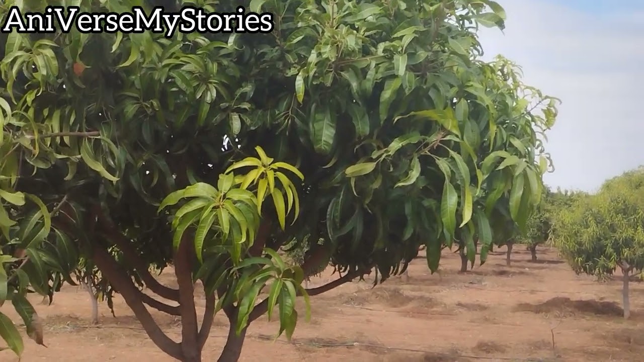 Maa village lo Maa Mamidi Thota || 🥭 Form 