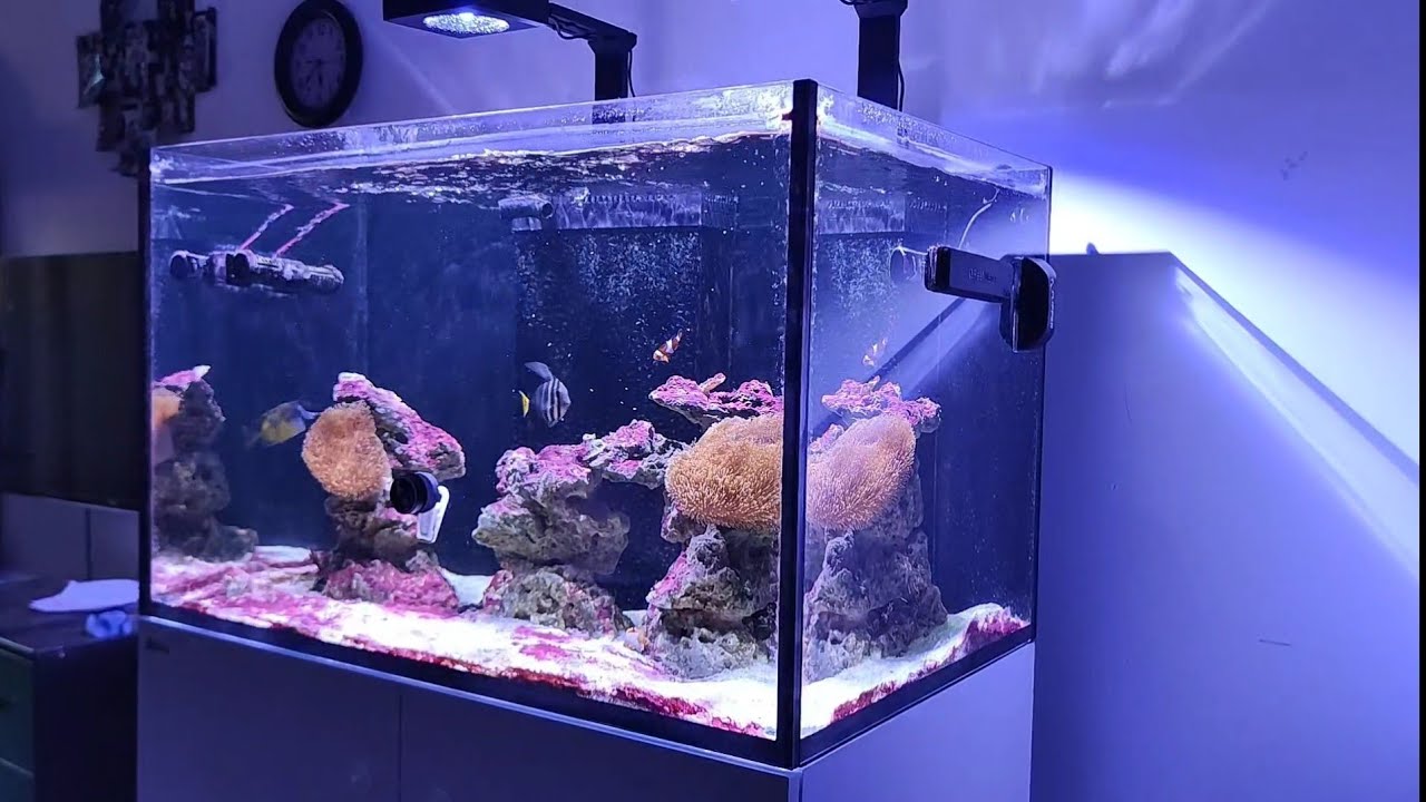 האם הדינו נעלם? עדכון מצב אקווריום red sea 300XL