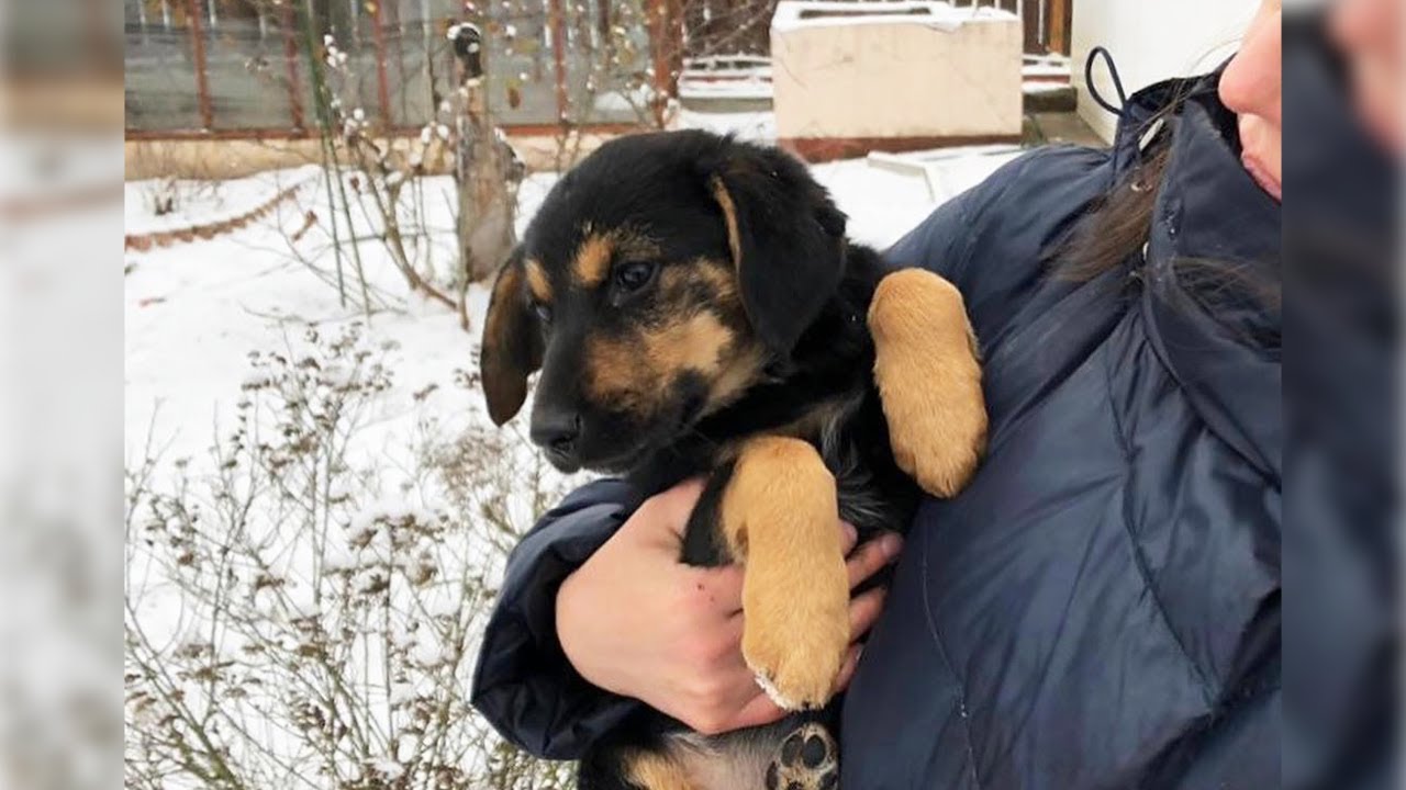 The puppy was sobbing when her owner left her in the hallway in the cold
