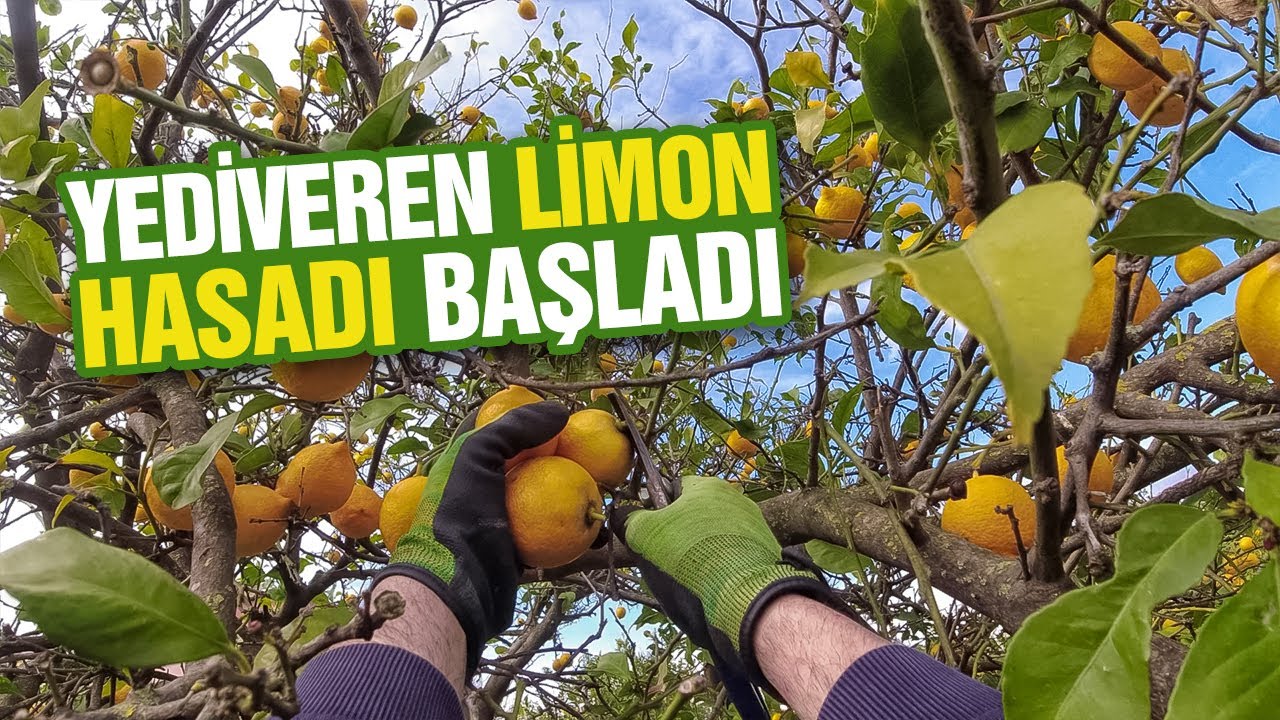Yediveren Limon Hasadı Başladı | Limon Toplama | Arabanın Bagajında Kuzu Mu Beslesek?
