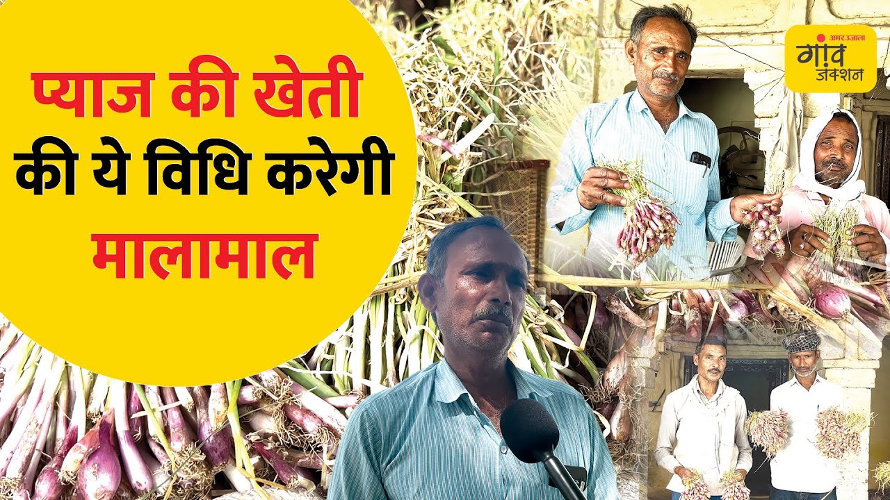 इस विधि से प्याज किसानों को बंपर मुनाफा, बारिश में भी खराब नहीं होगा प्याज | Gaon Junction LIVE