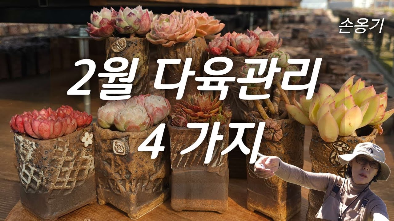 (초보 다육생활)🔹️2월은 4가지 해주세요~ 주물럭 손옹기화분